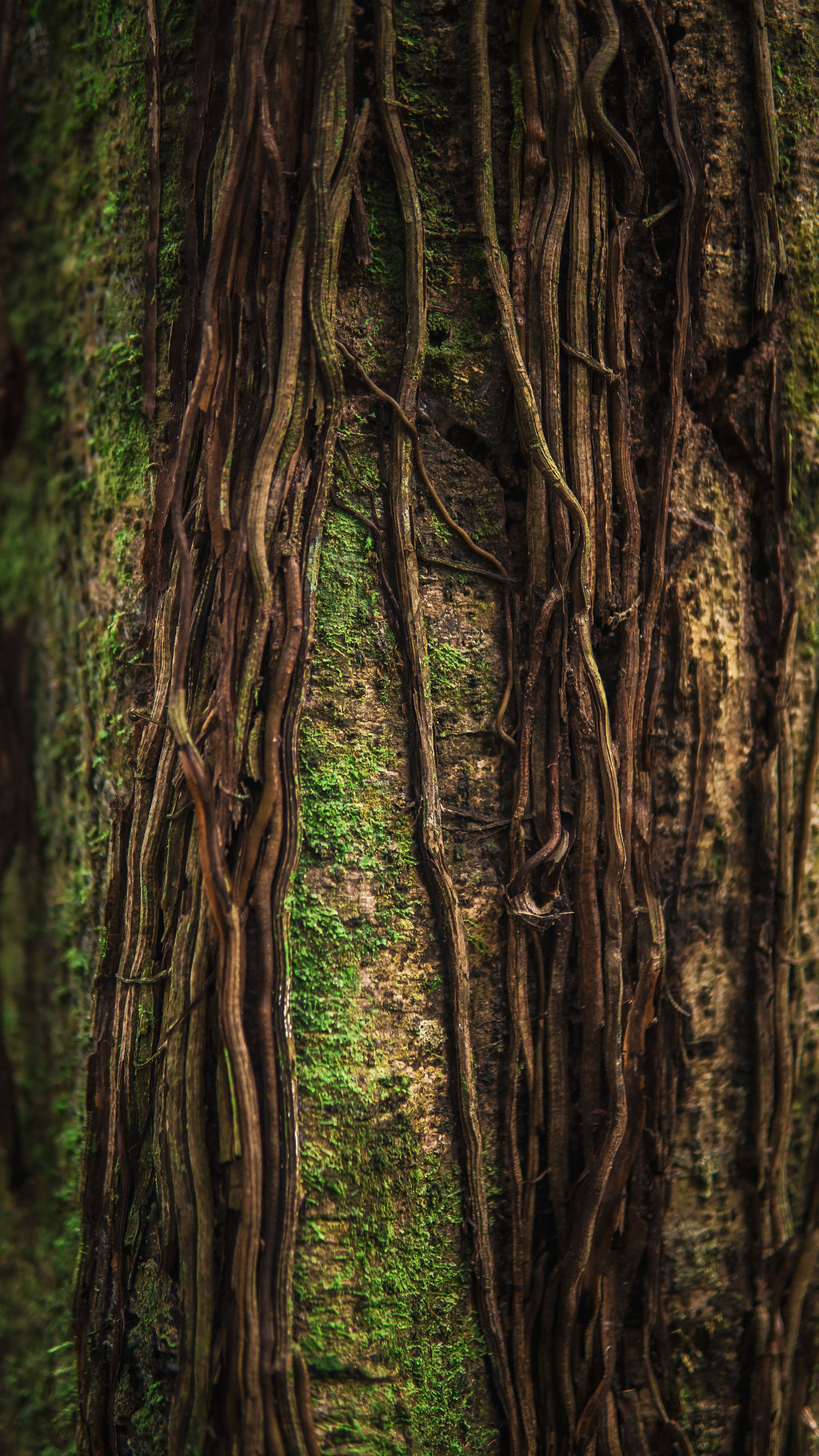 Casa Grande Mountain Retreat - Image 9